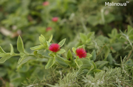 ciekawość, żeby spróbować z kimś innym